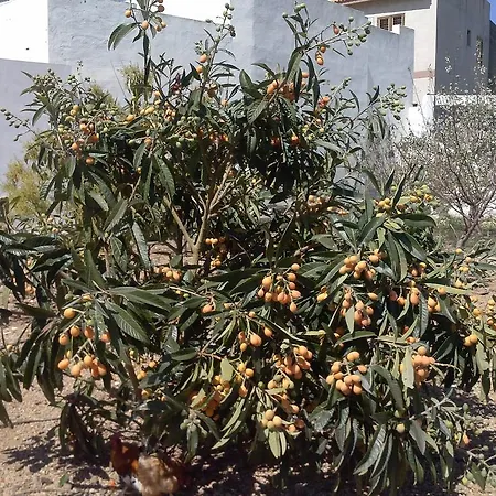 Casa Aureliano Patio Canario בית נופש ארפו