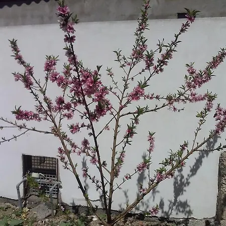 Casa Aureliano Patio Canario בית נופש *